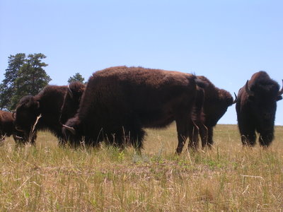 Buffalo, Elbert, Colorado.